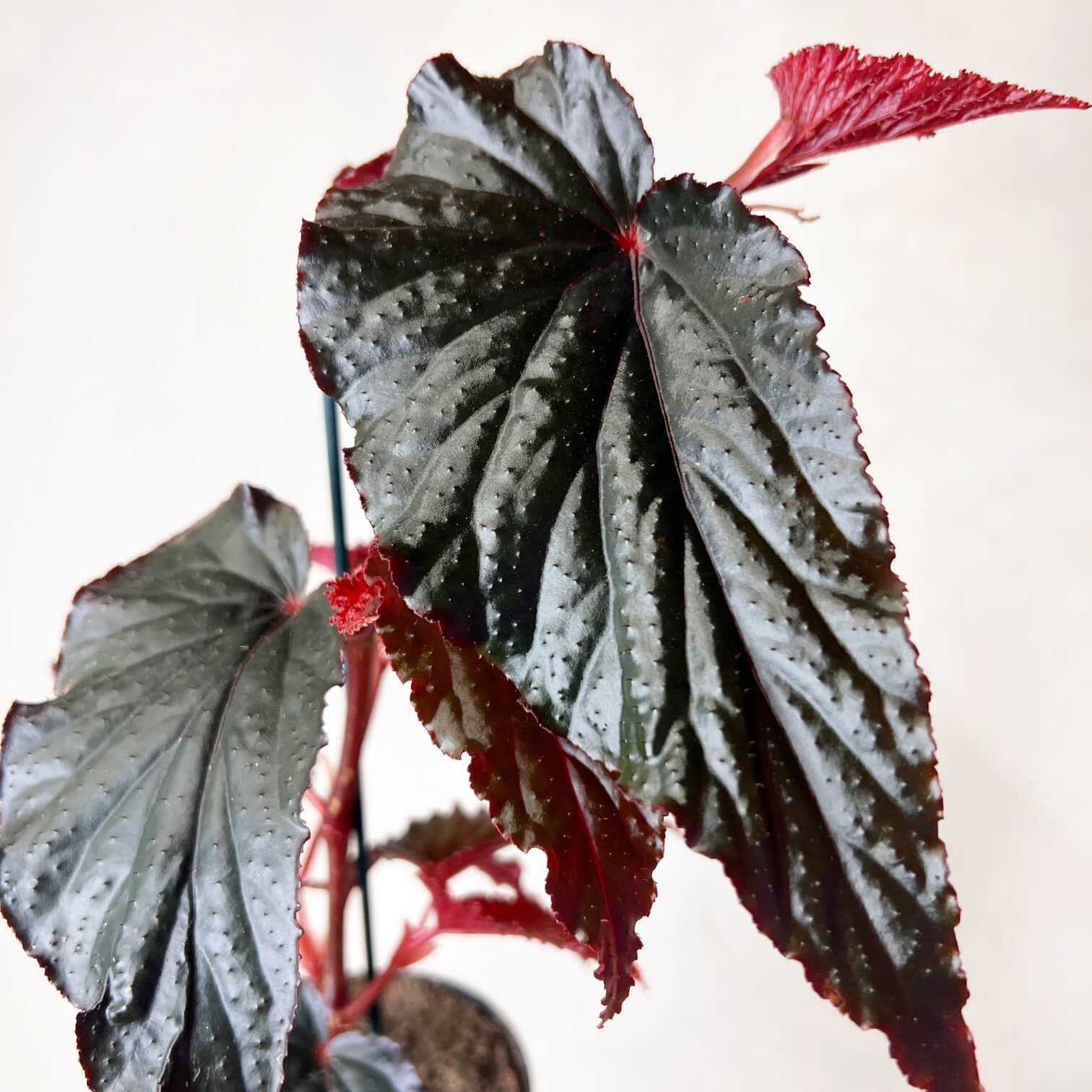 Begonia Arabian Sunset