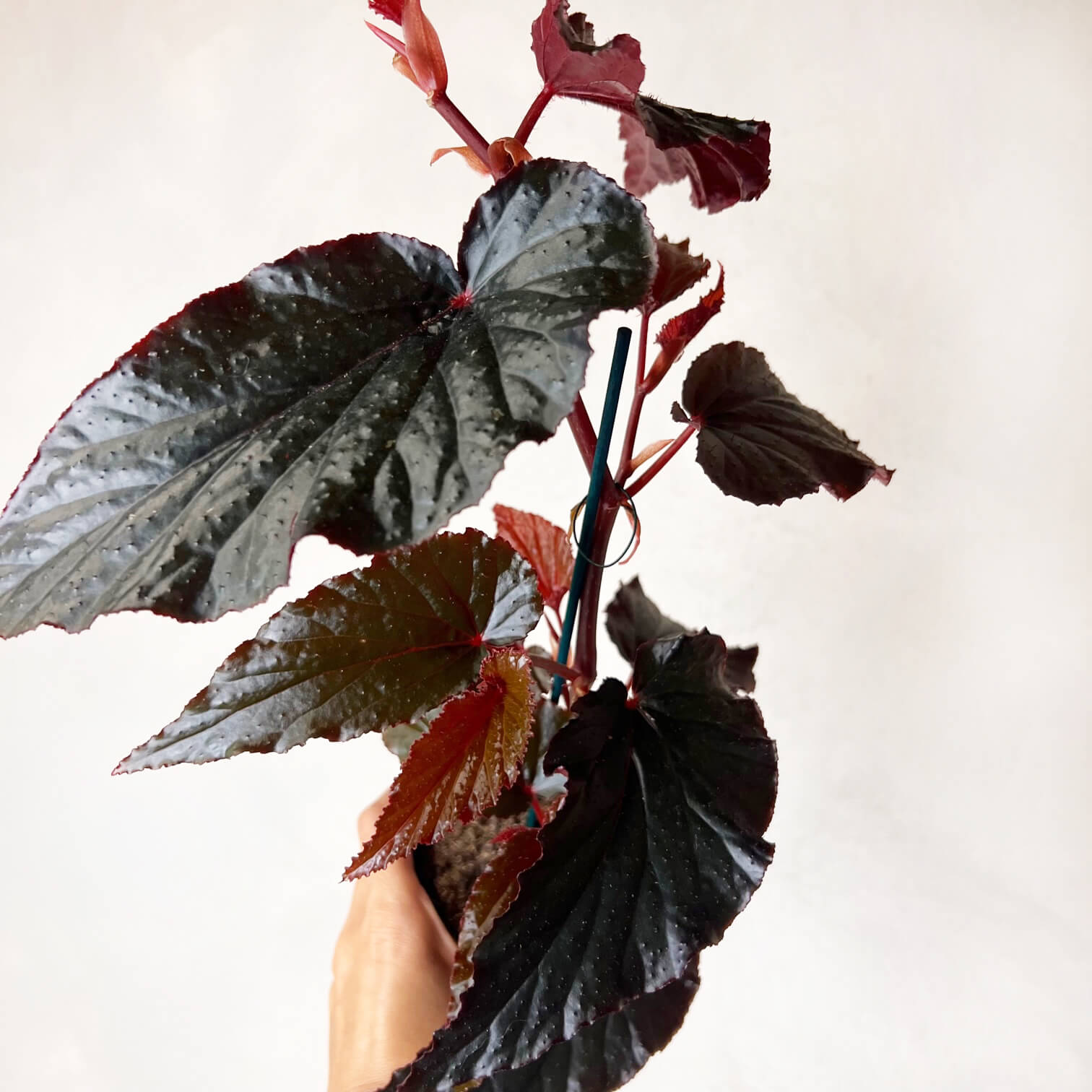 Begonia Arabian Sunset