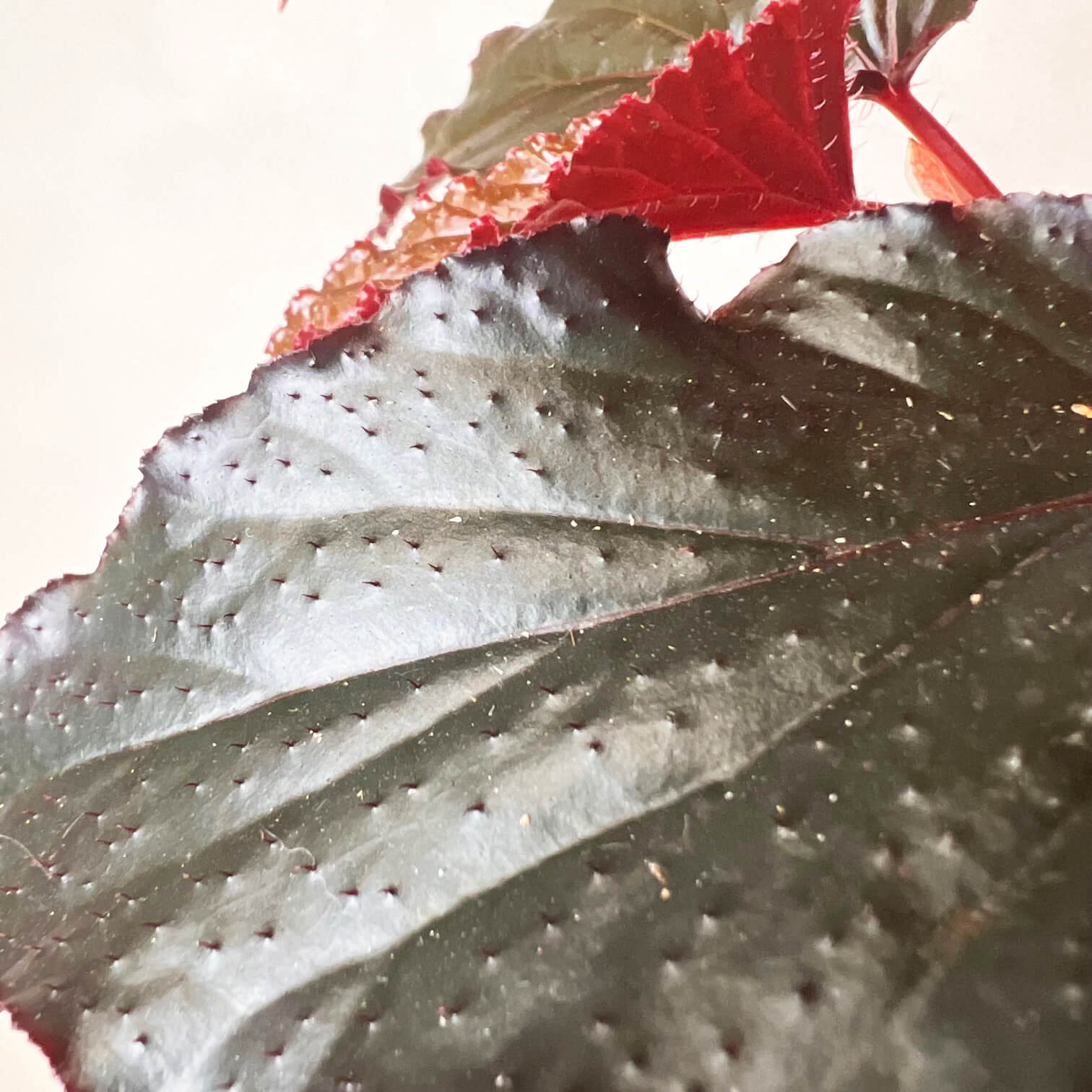 Begonia Arabian Sunset