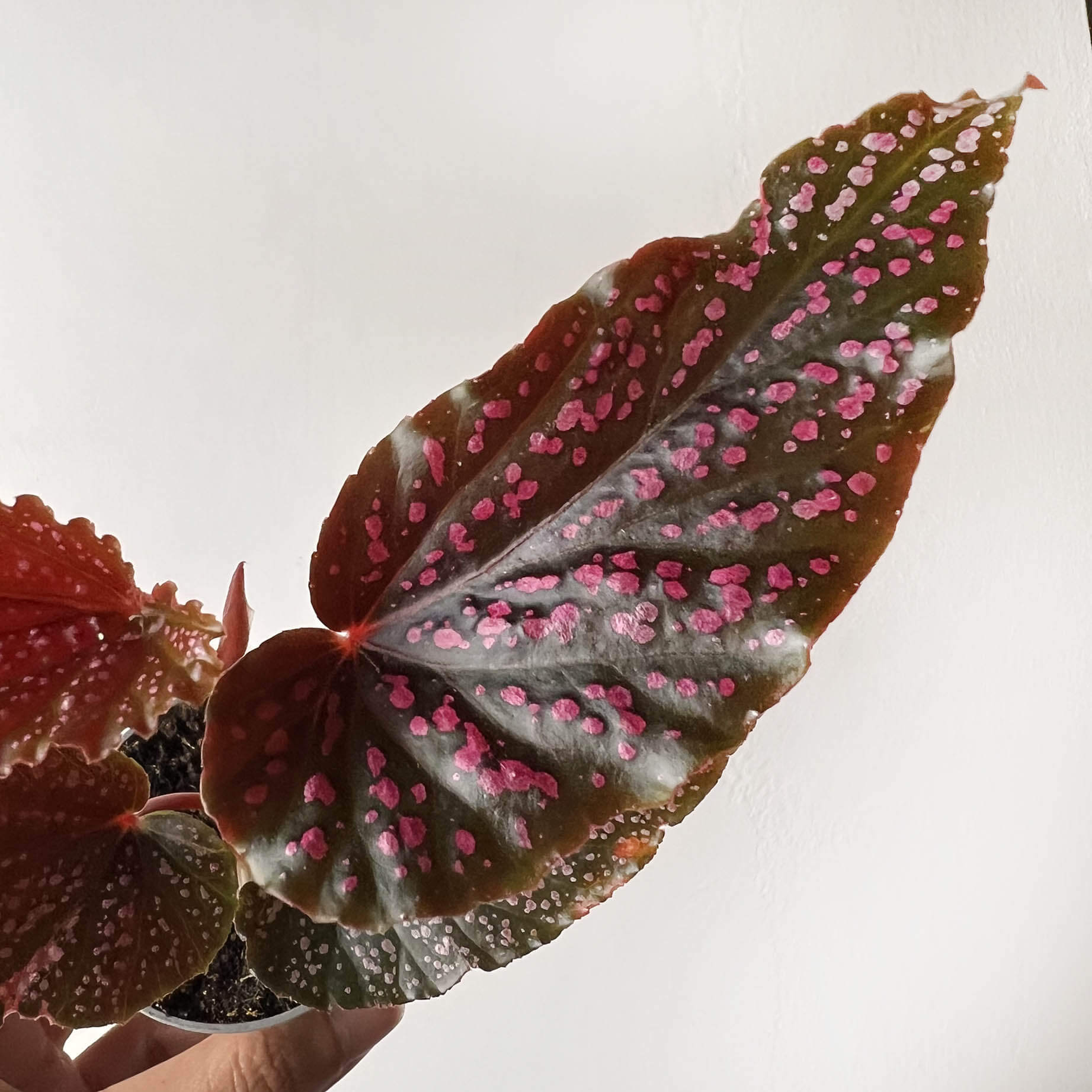 mini Begonia Benigo Pink