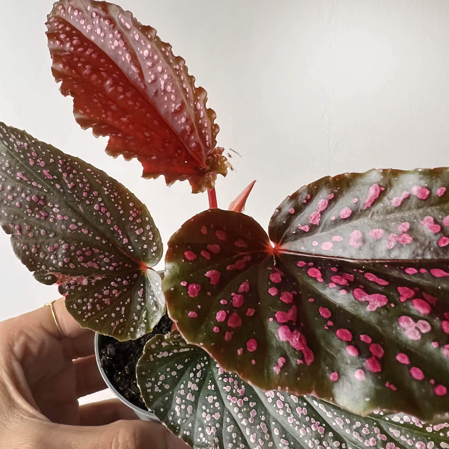 mini Begonia Benigo Pink