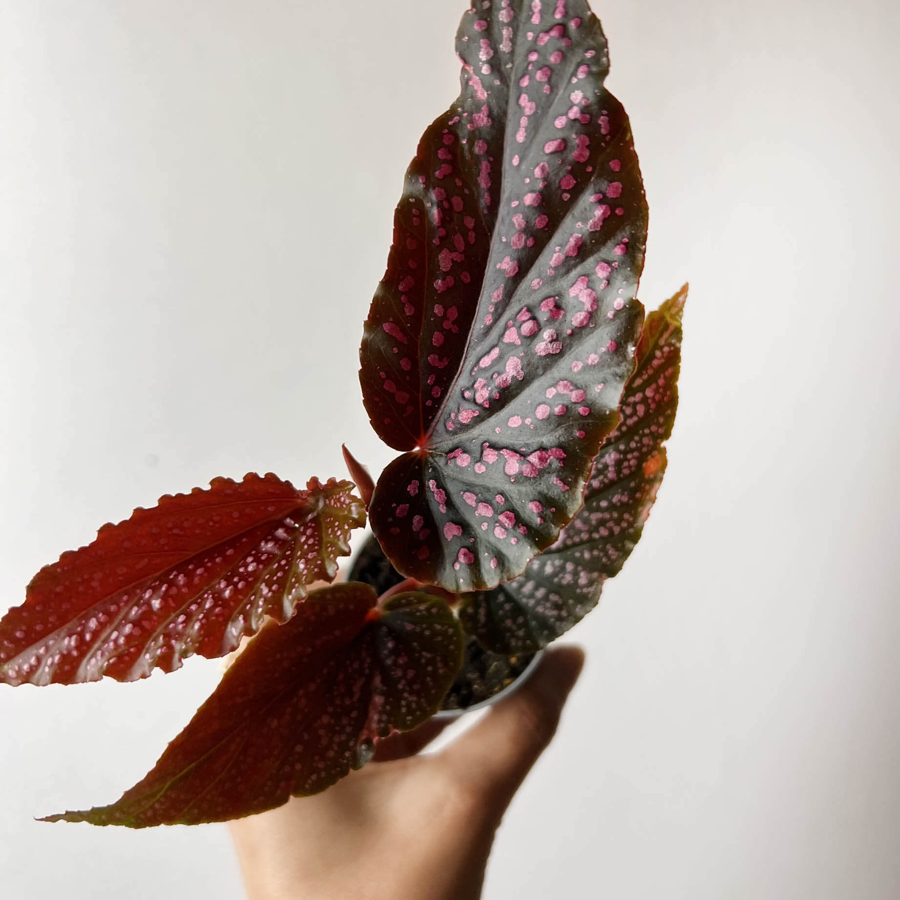 mini Begonia Benigo Pink