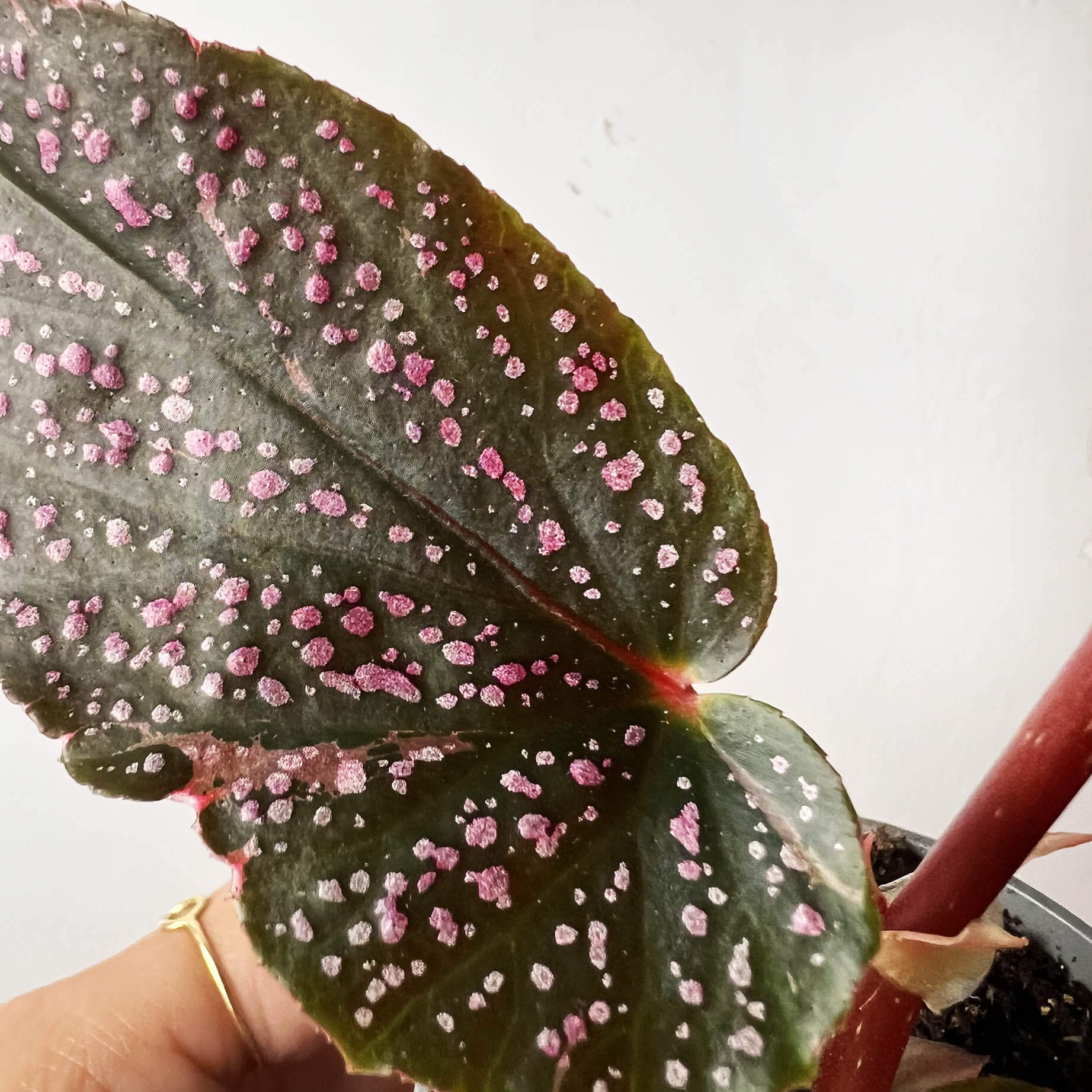 mini Begonia Benigo Pink