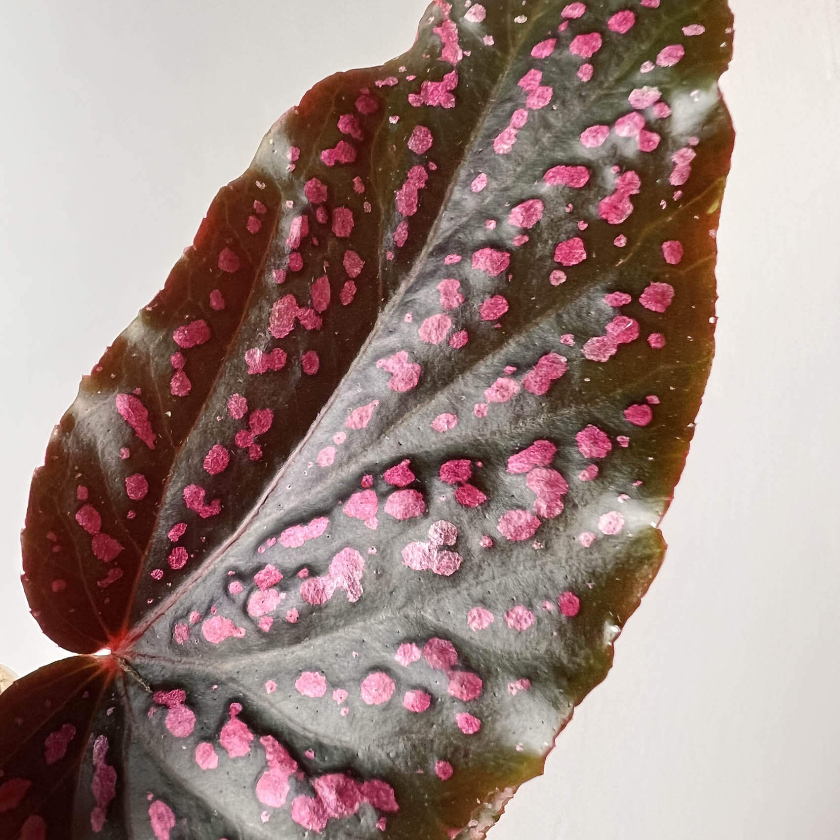 mini Begonia Benigo Pink
