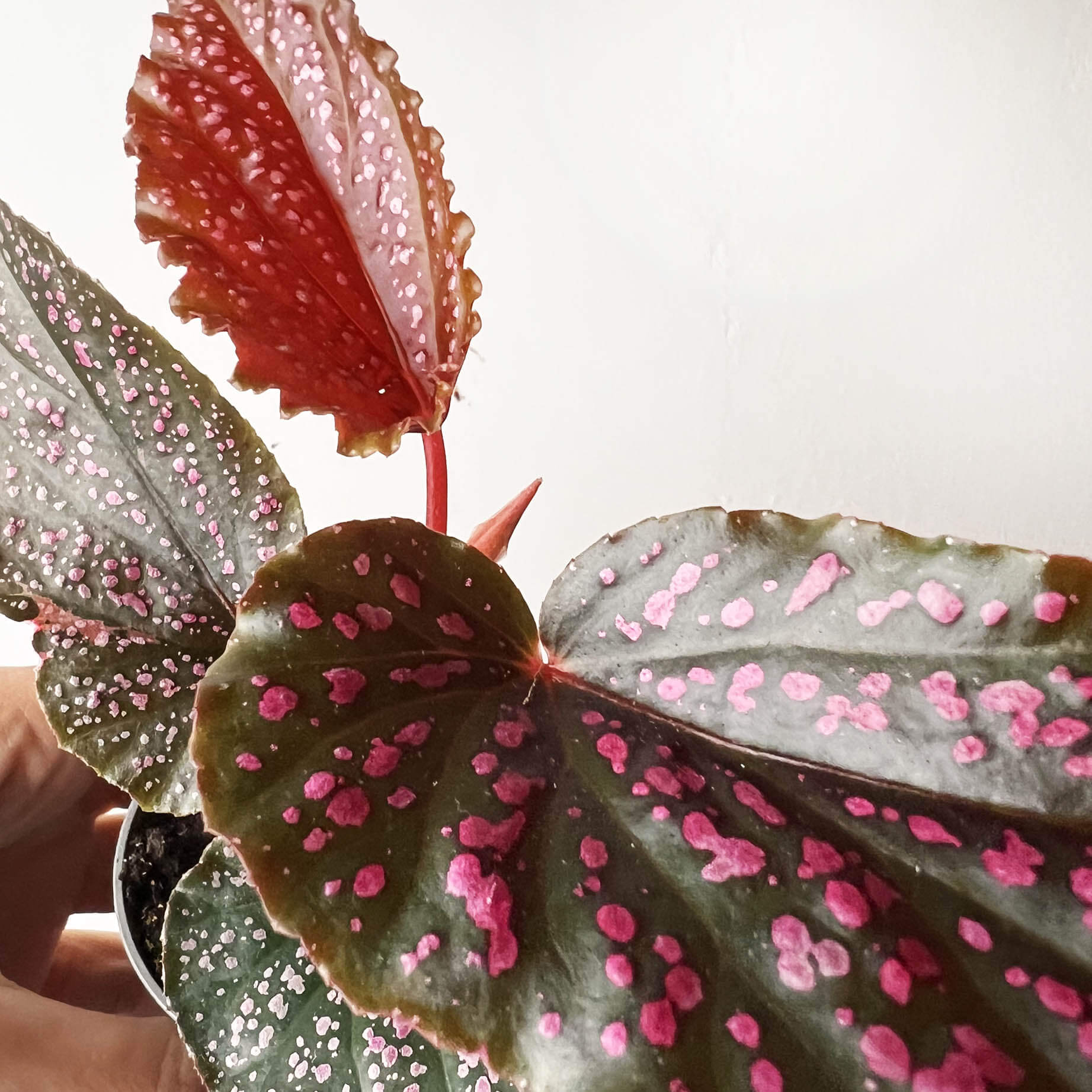 mini Begonia Benigo Pink
