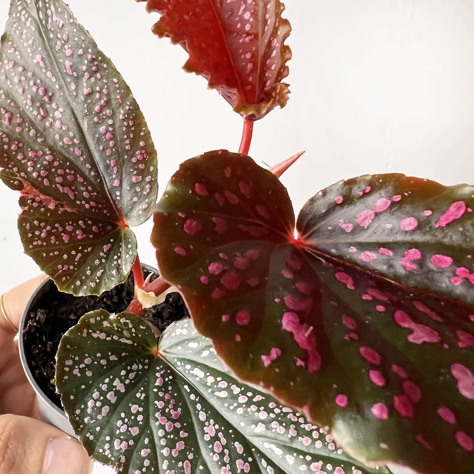 mini Begonia Benigo Pink