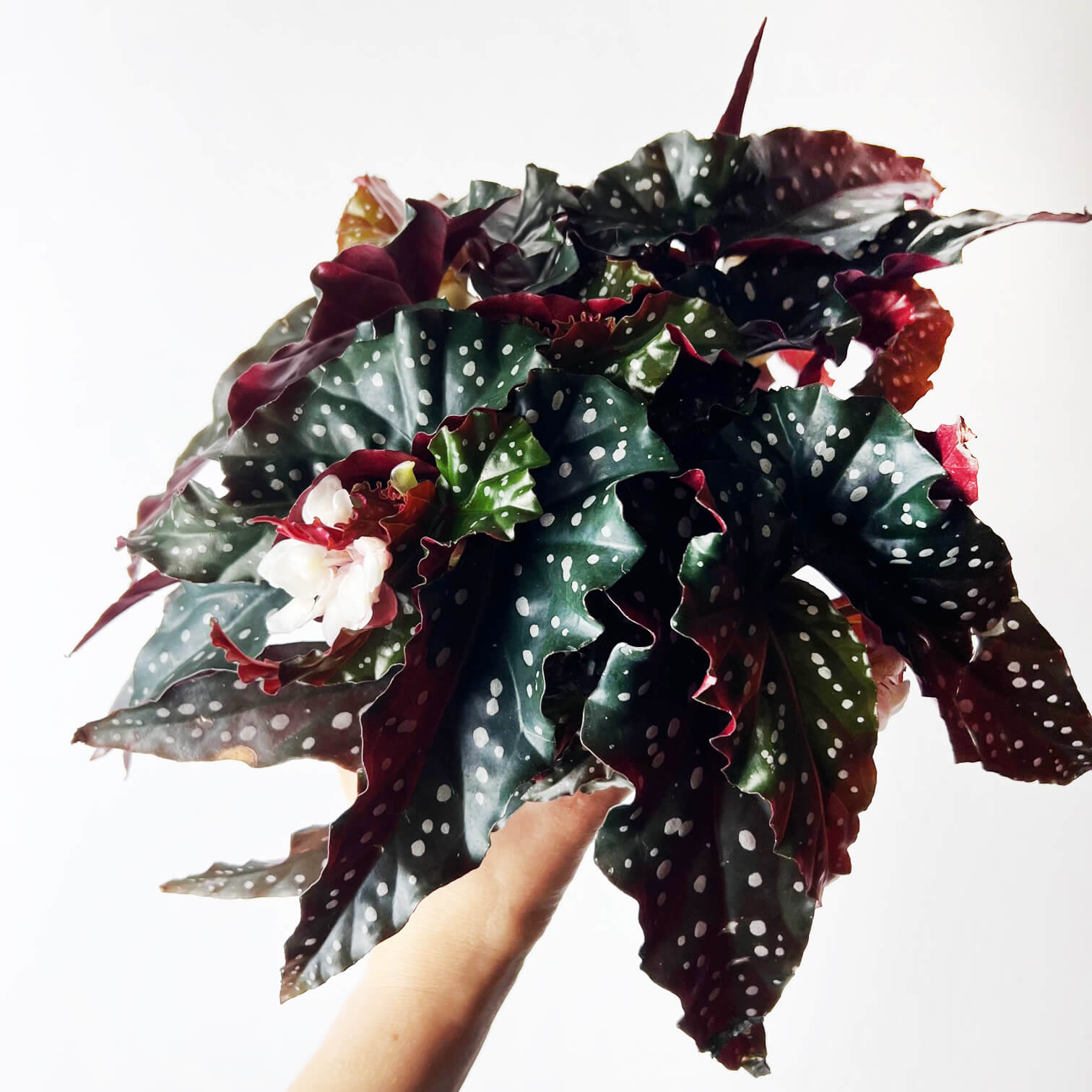 Begonia Black Forest