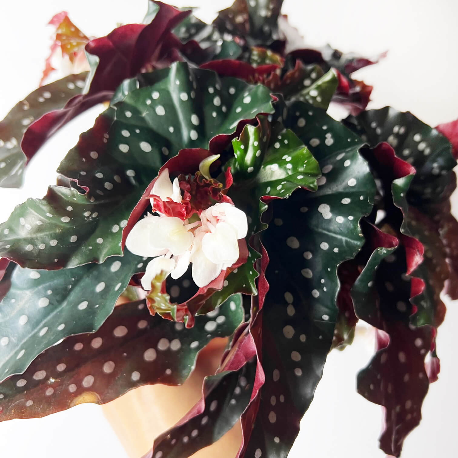 Begonia Black Forest