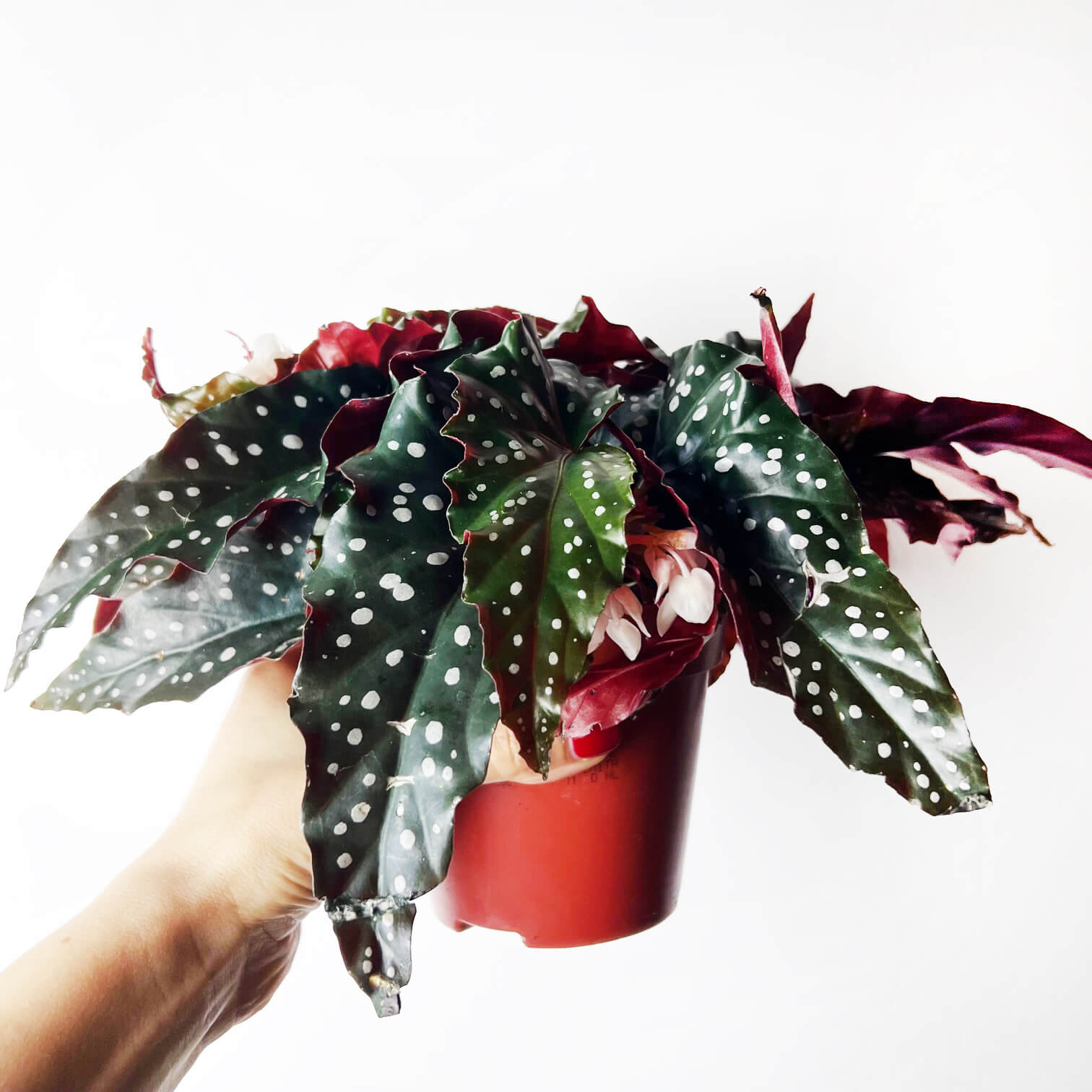 Begonia Black Forest