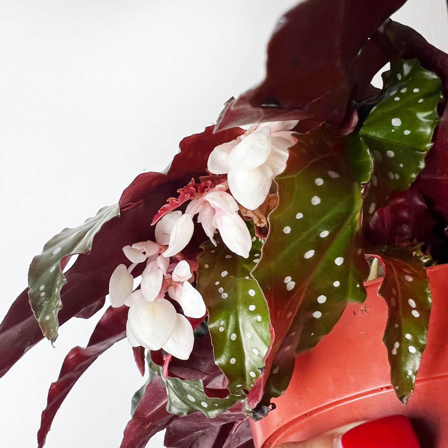 Begonia Black Forest