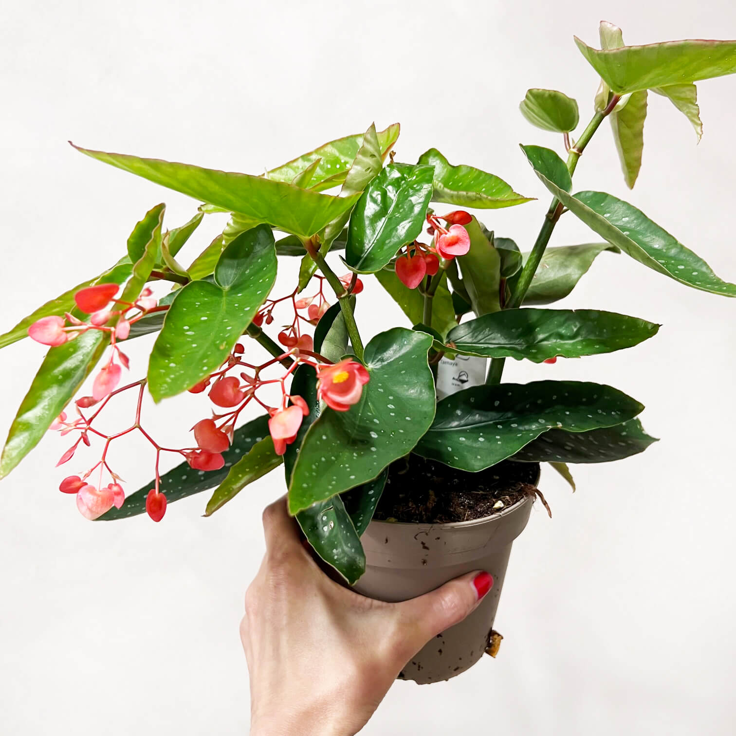 Begonia Corallina Tamaya