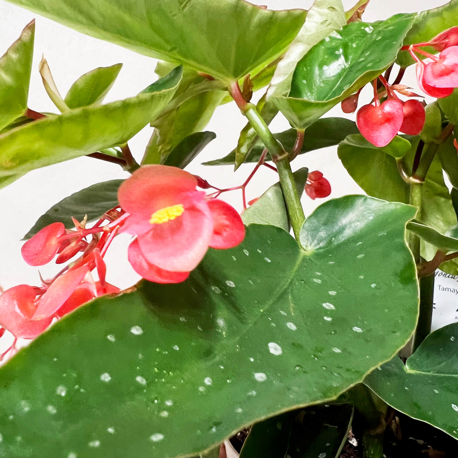 Begonia Corallina Tamaya
