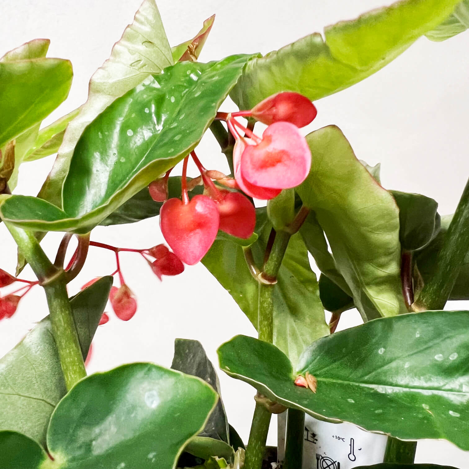 Begonia Corallina Tamaya