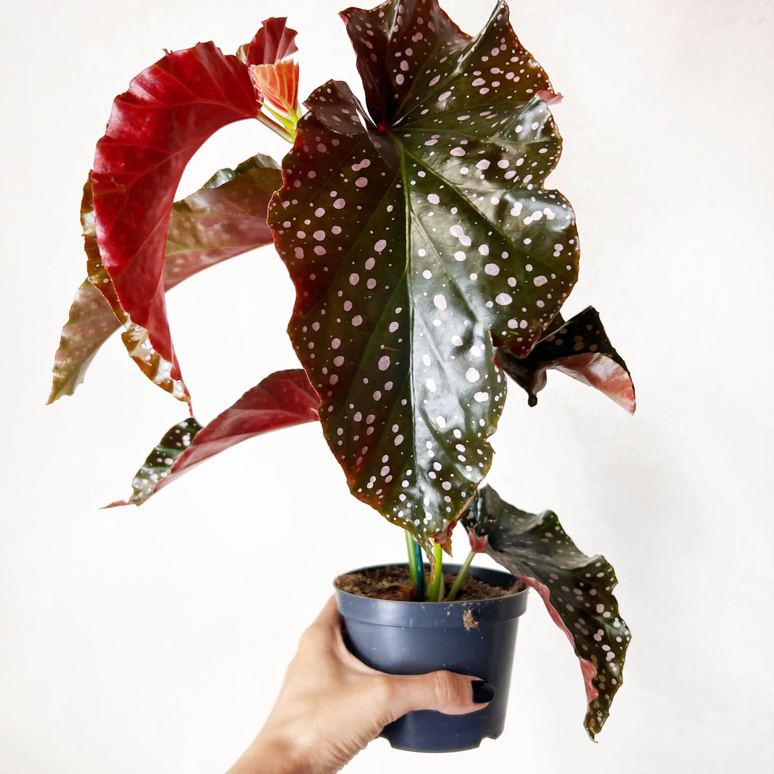 Begonia Cracklin Rosie