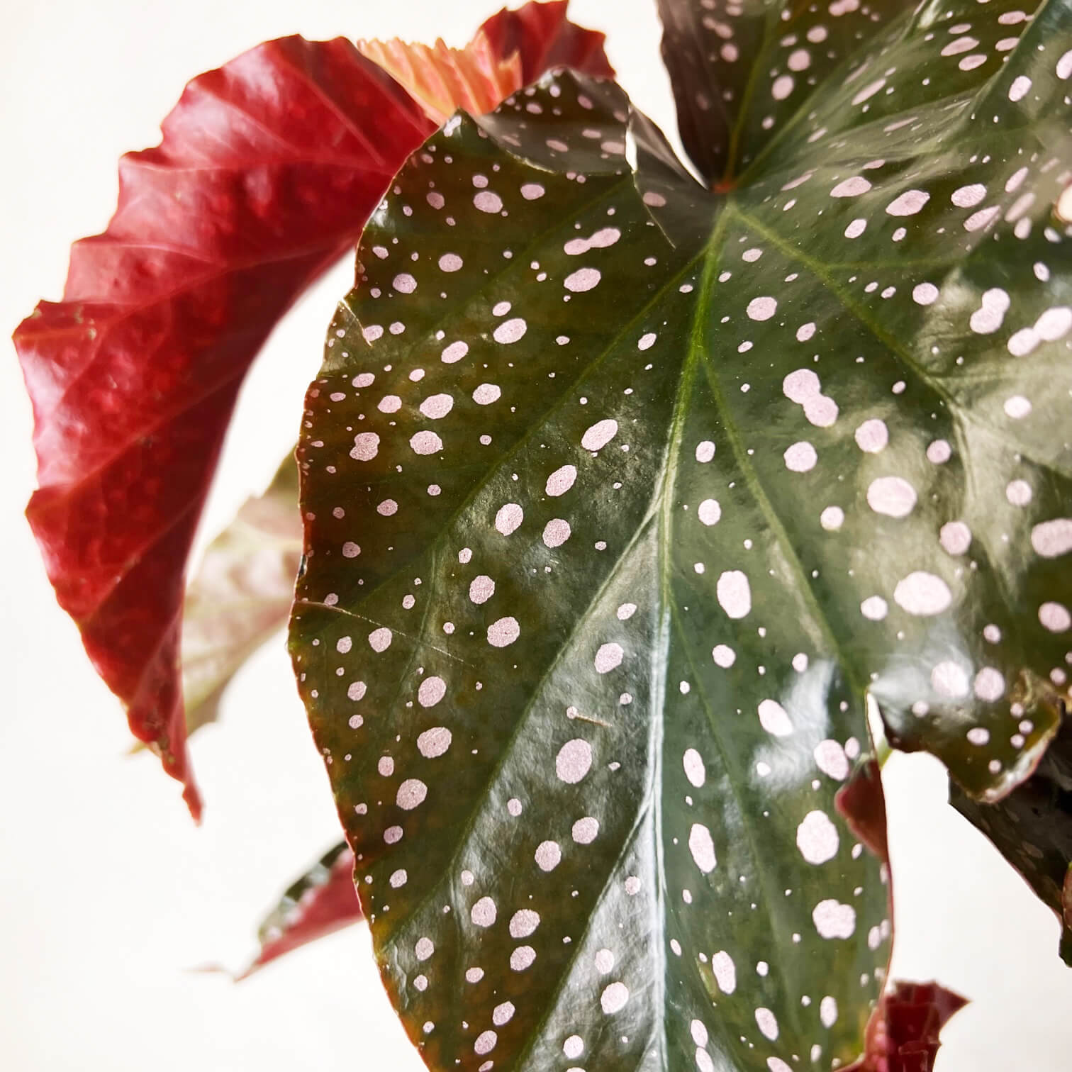 Begonia Cracklin Rosie