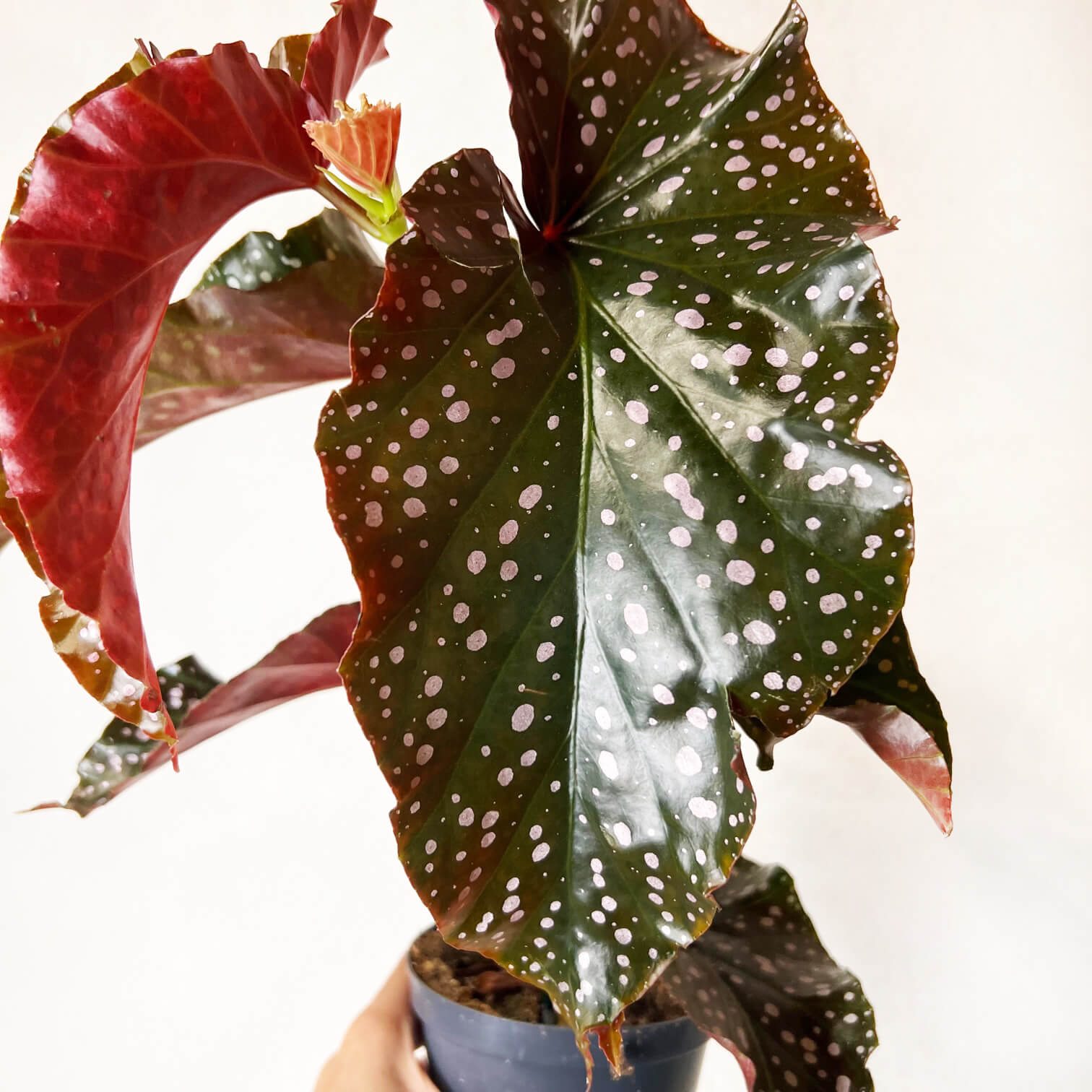 Begonia Cracklin Rosie