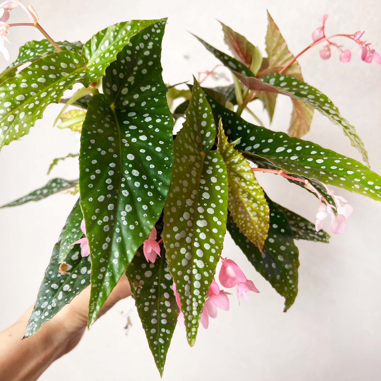 Begonia Double Dot