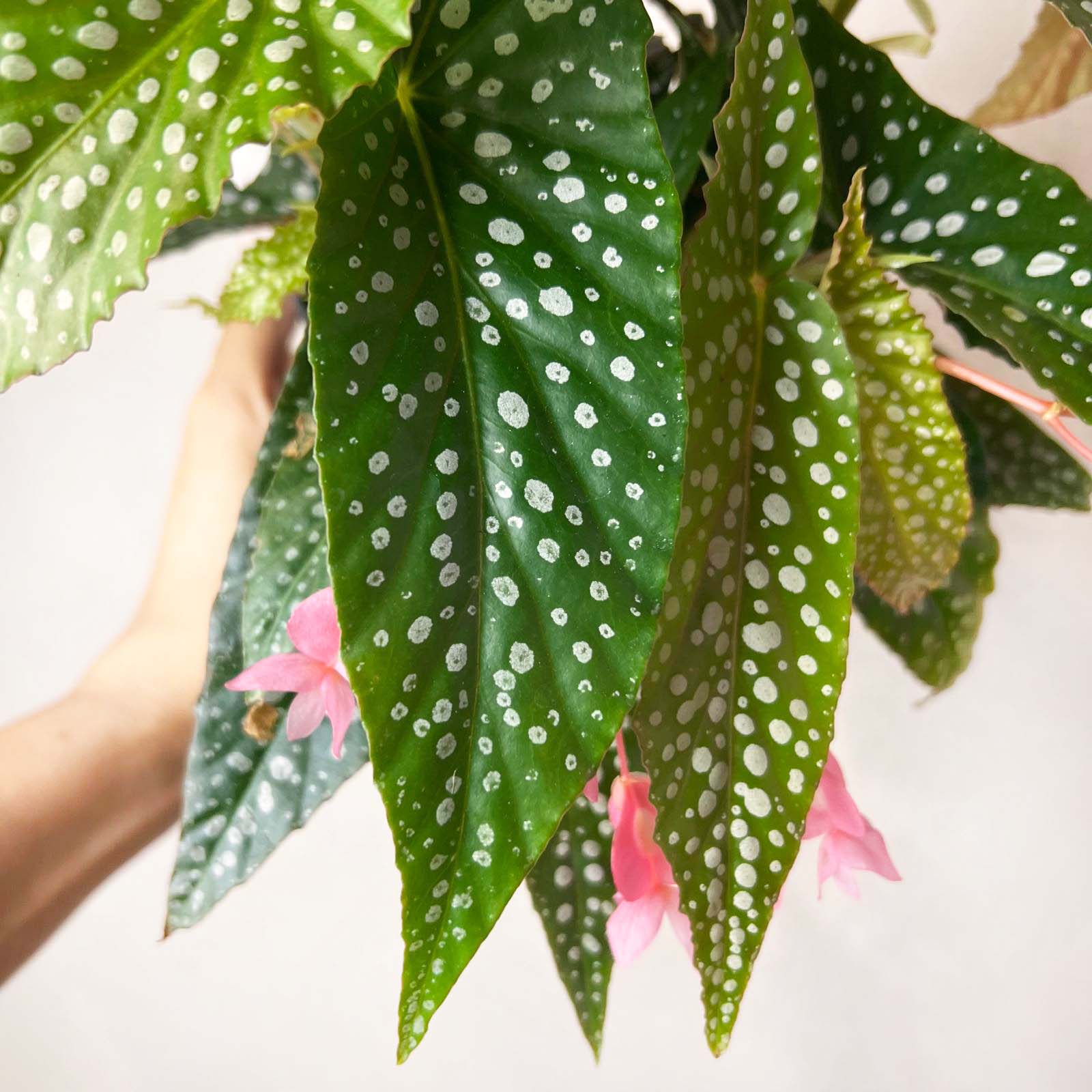 Begonia Double Dot