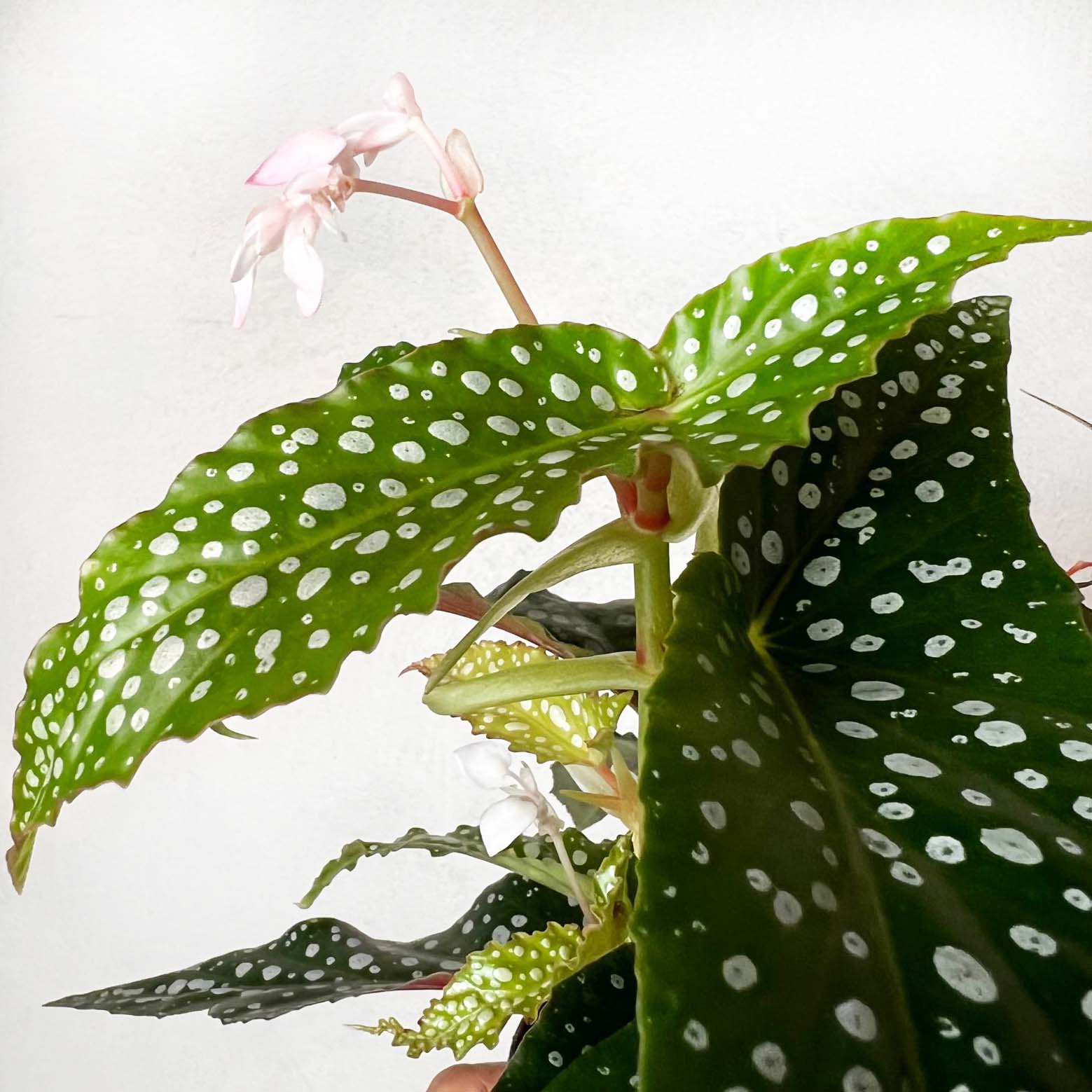 Begonia Double Dot