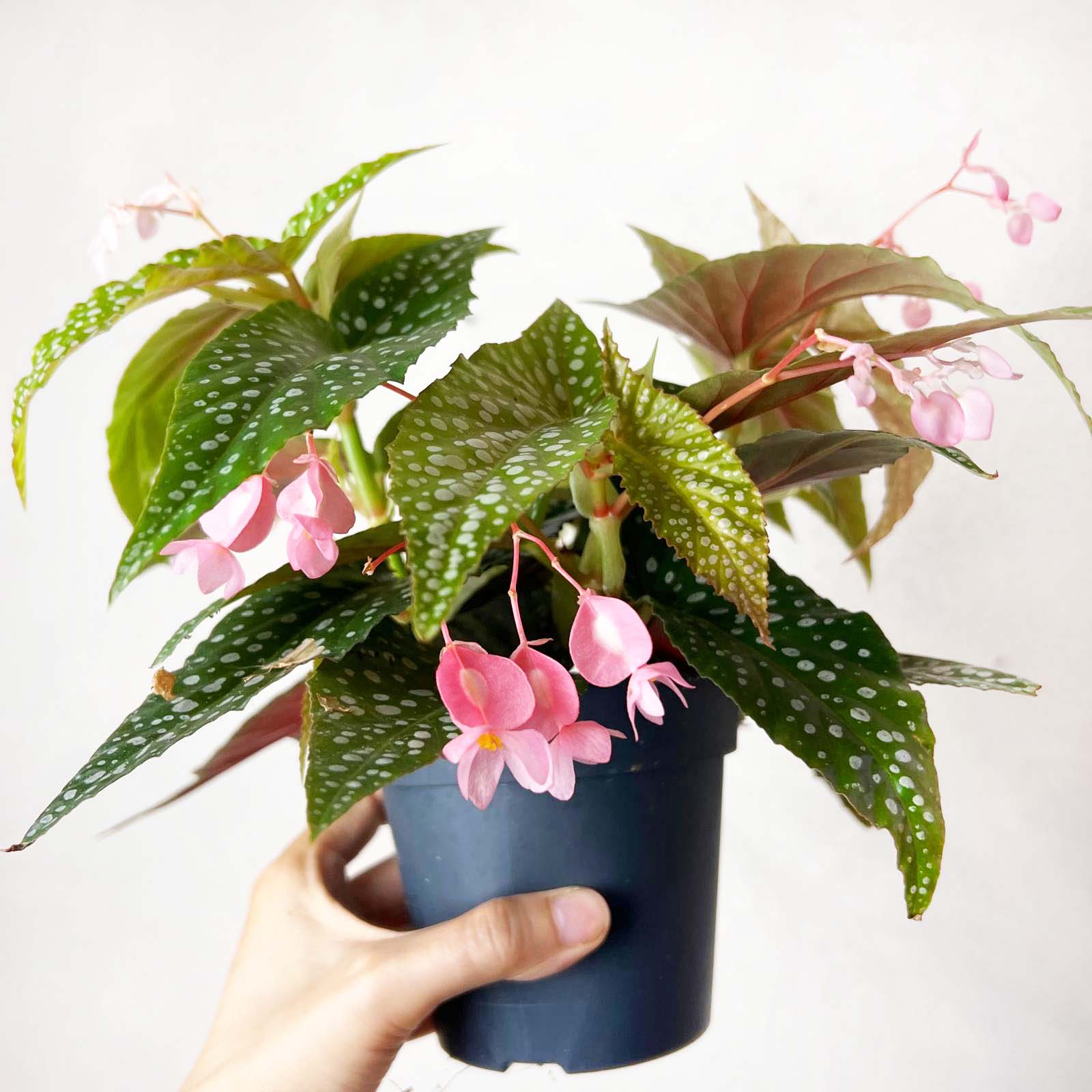 Begonia Double Dot