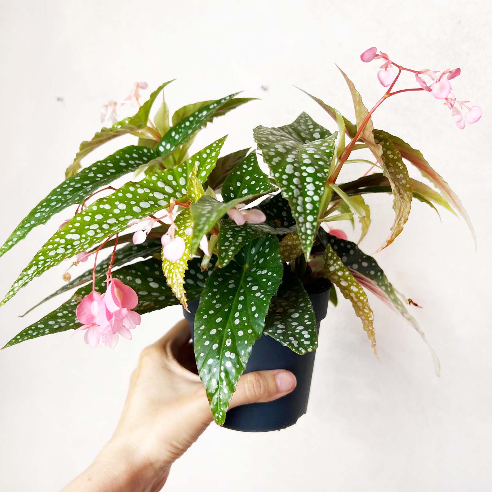 Begonia Double Dot