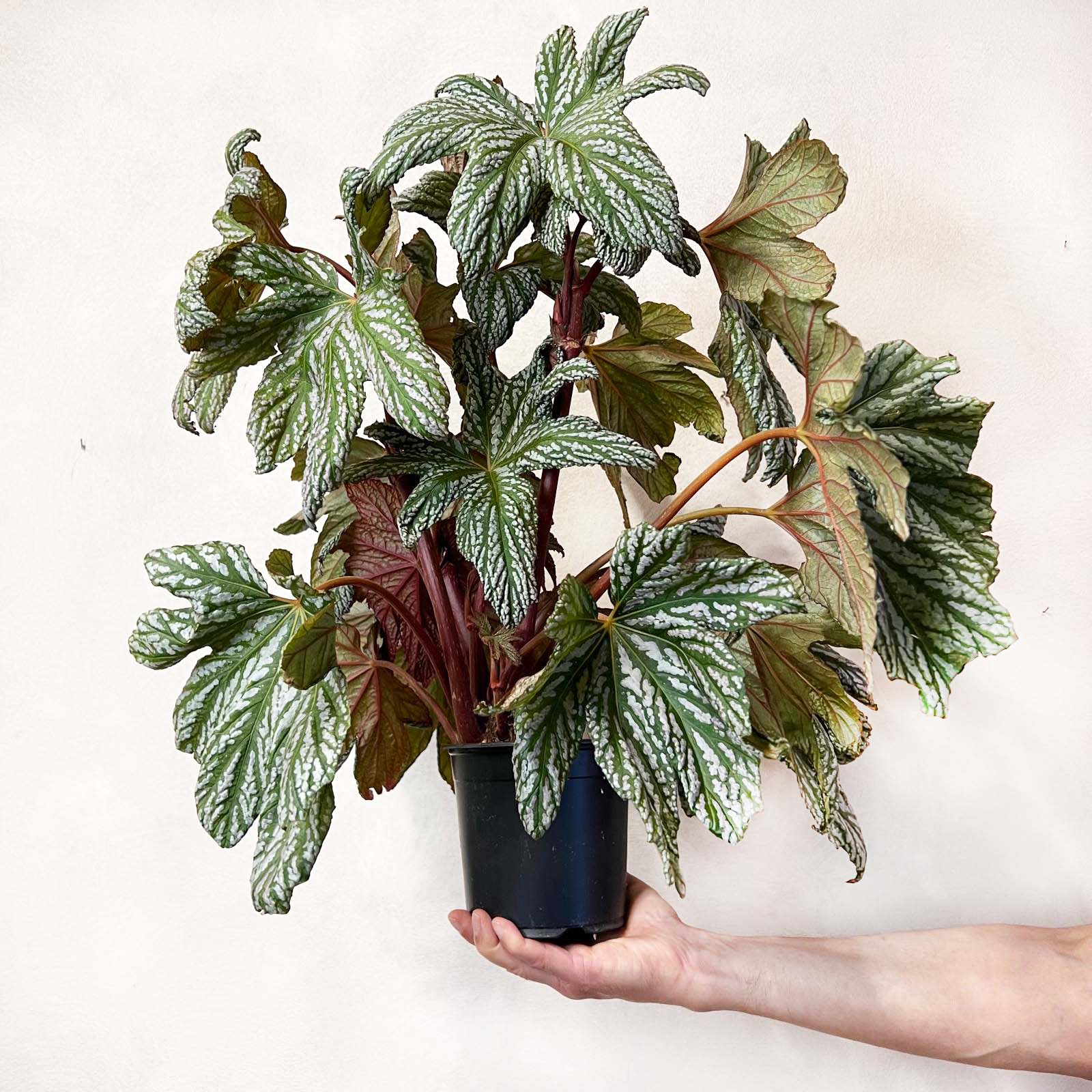 Begonia HOVARIA SILVER MAPLE