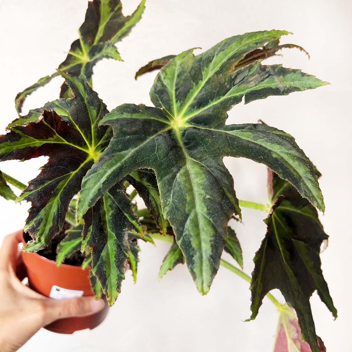 Begonia Heracleifolia Draco