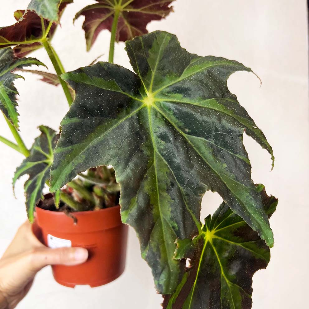 Begonia Heracleifolia Draco