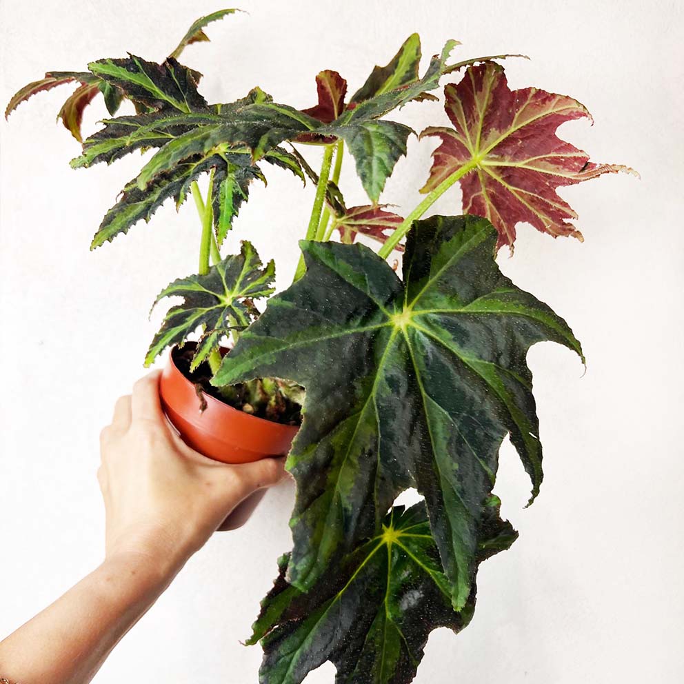 Begonia Heracleifolia Draco