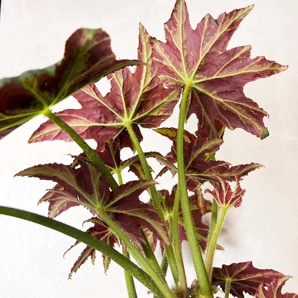 Begonia Heracleifolia Draco