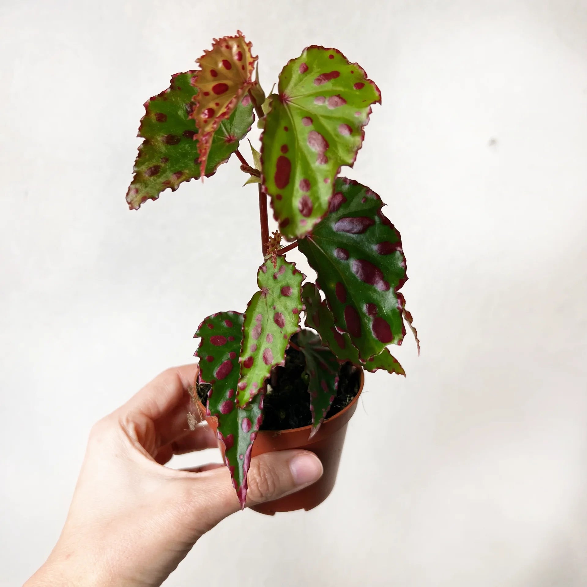 Begonia Pink Dotty