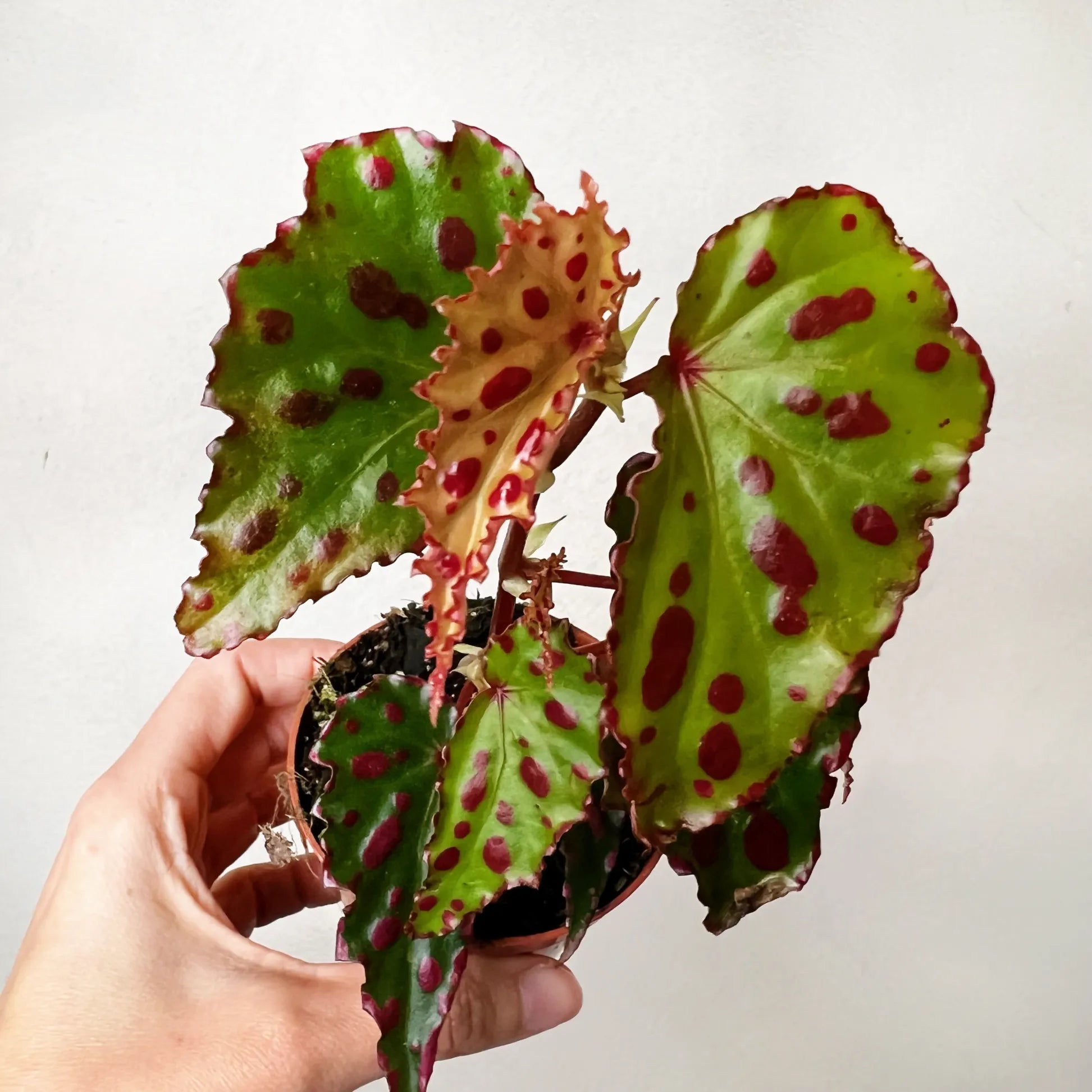 Begonia Pink Dotty