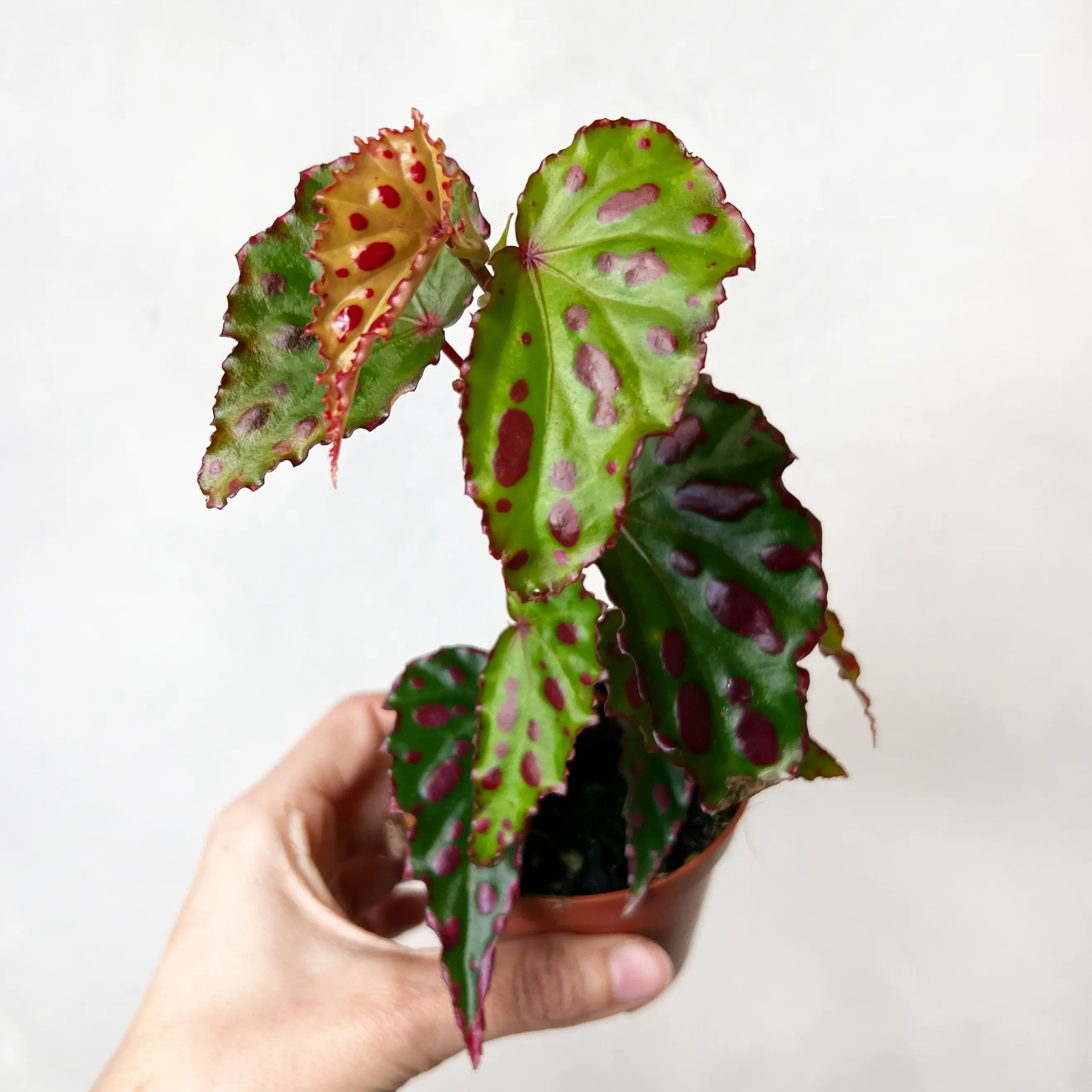 Begonia Pink Dotty