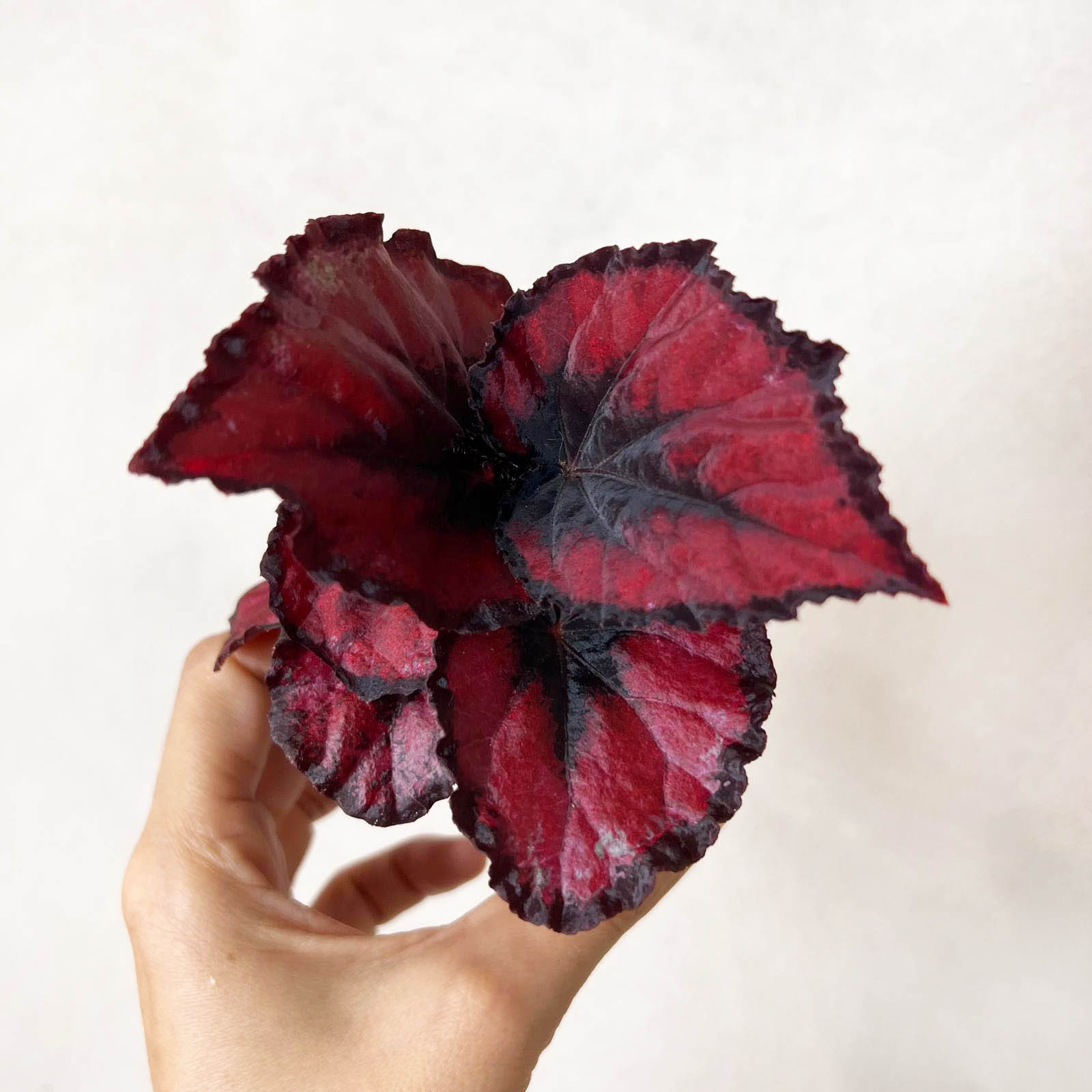 » Begonia Red Kiss (100% off)