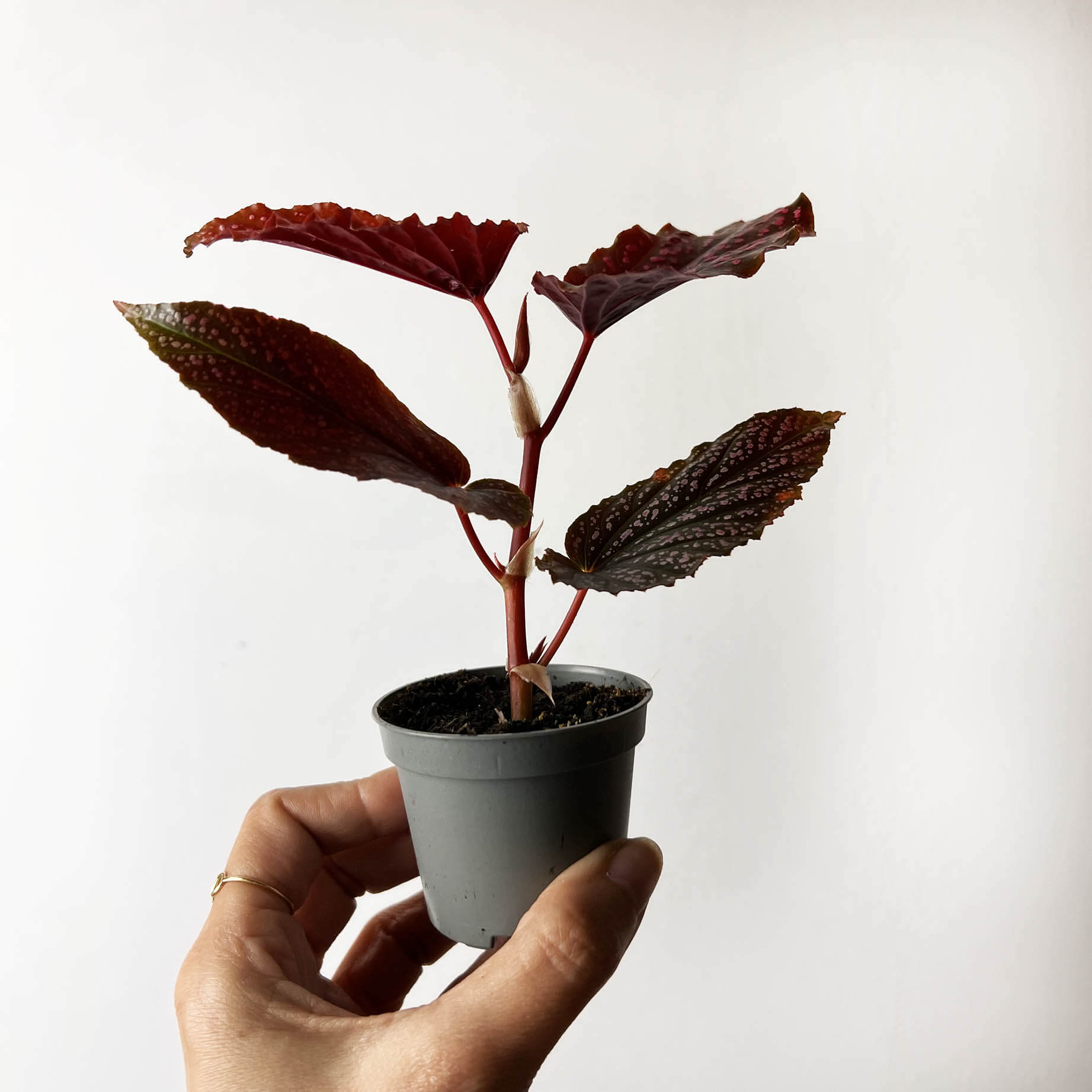mini Begonia Benigo Pink
