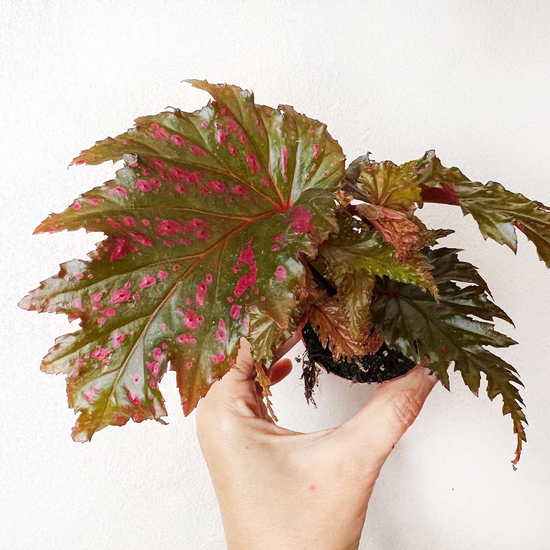 mini Begonia Serratipetala