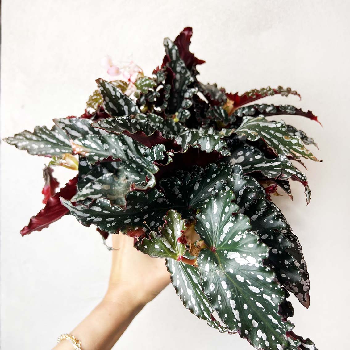 Begonia Spotlight Dark