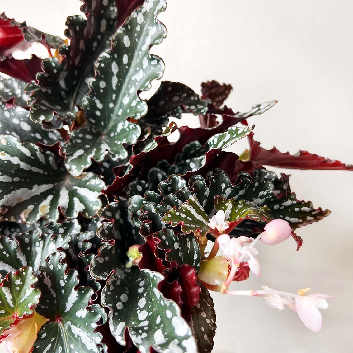 Begonia Spotlight Dark
