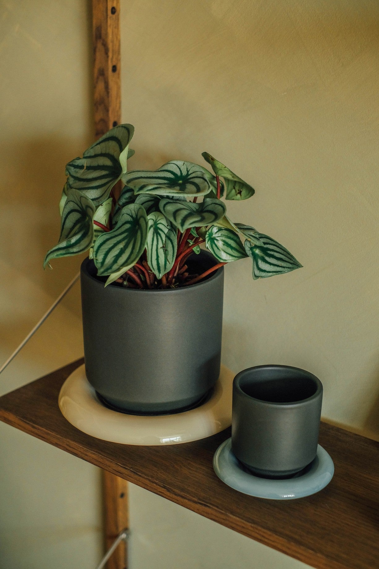 Vaso LILY /forest night