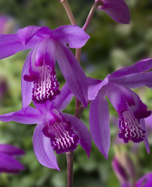 Bletilla striata