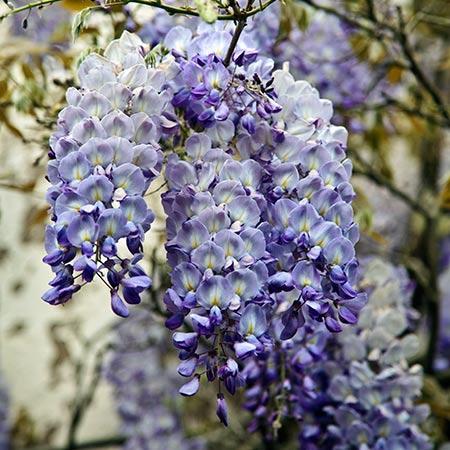 Glicine blu /Wisteria Blue Moon