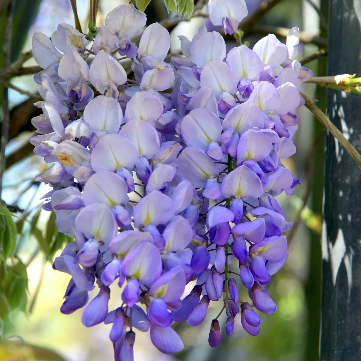 Glicine blu /Wisteria Blue Moon