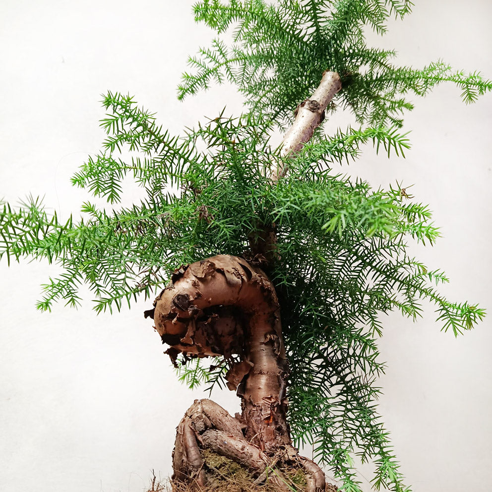 Araucaria Cunninghamii