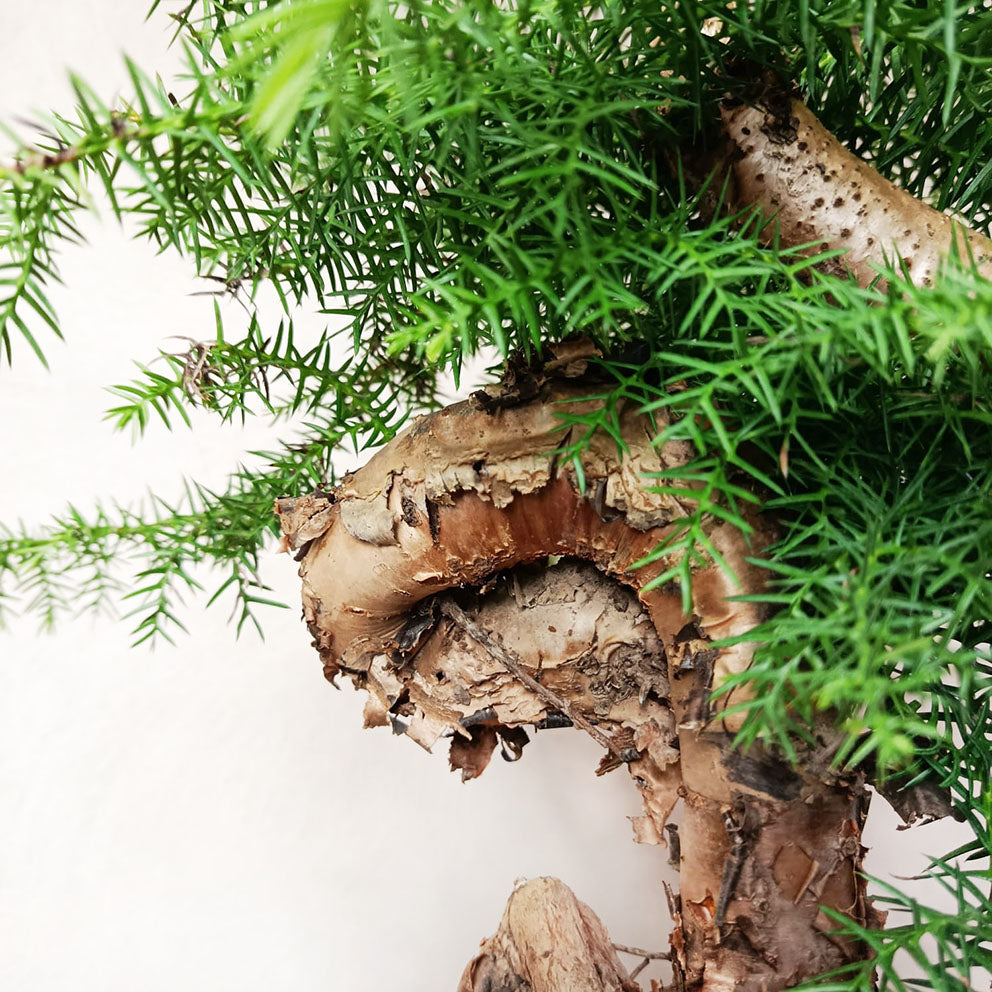 Araucaria Cunninghamii