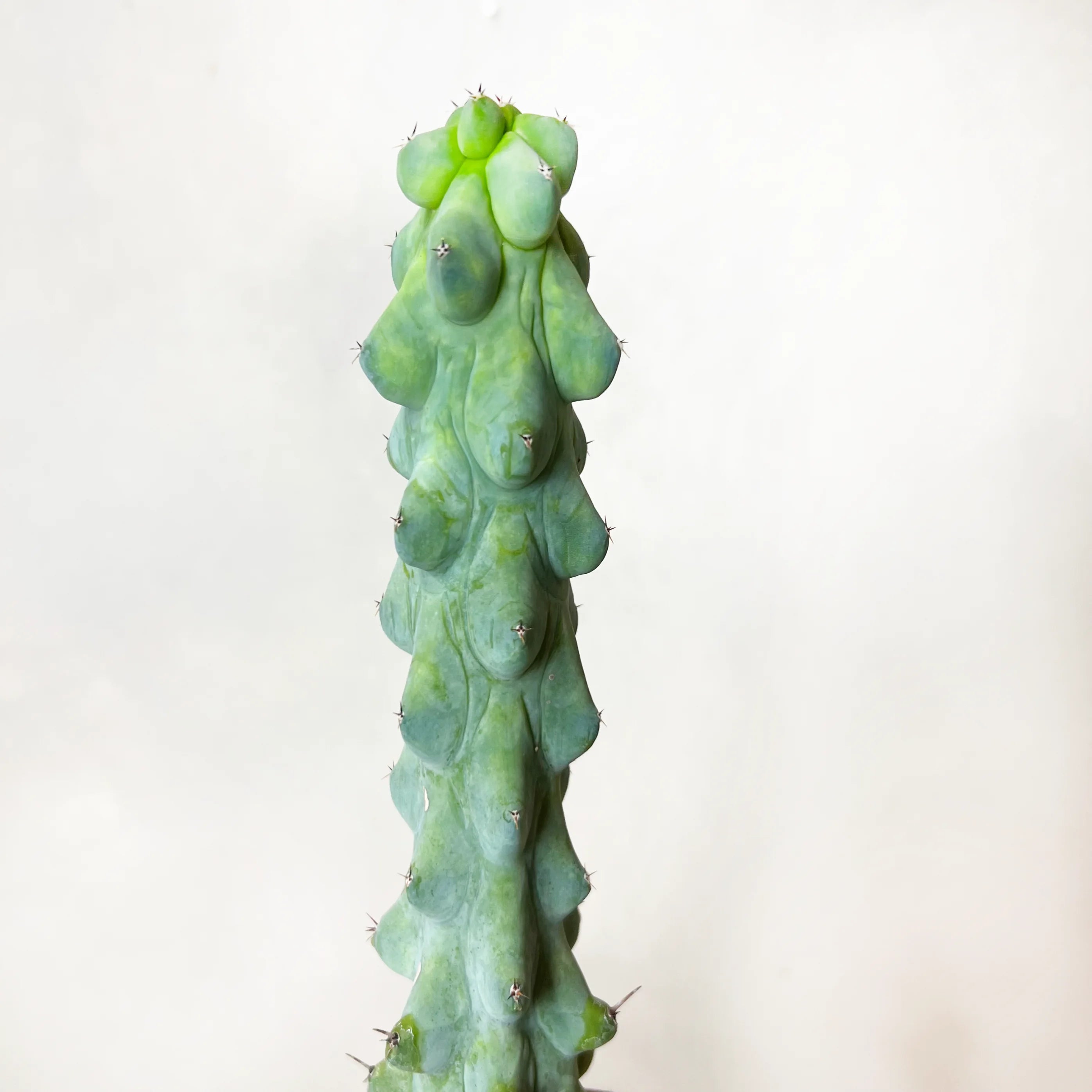 Myrtillocactus Geometrizans cv. Fukurokuryuzinboku /BoobiesCactus