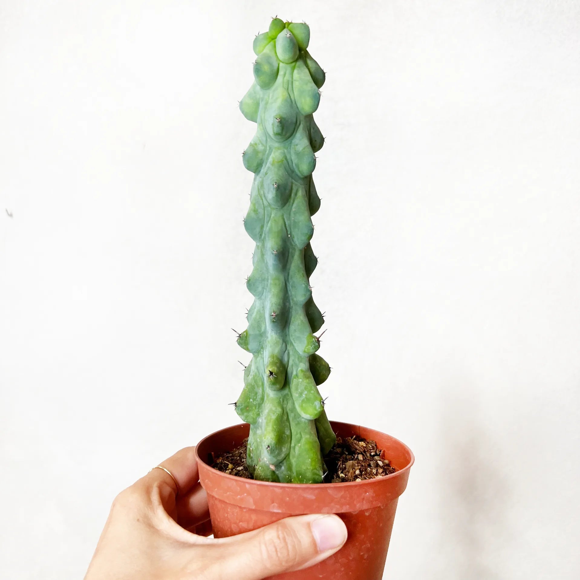 Myrtillocactus Geometrizans cv. Fukurokuryuzinboku /BoobiesCactus