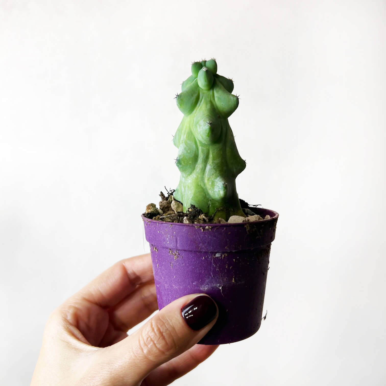 Myrtillocactus Geometrizans cv. Fukurokuryuzinboku /BoobiesCactus