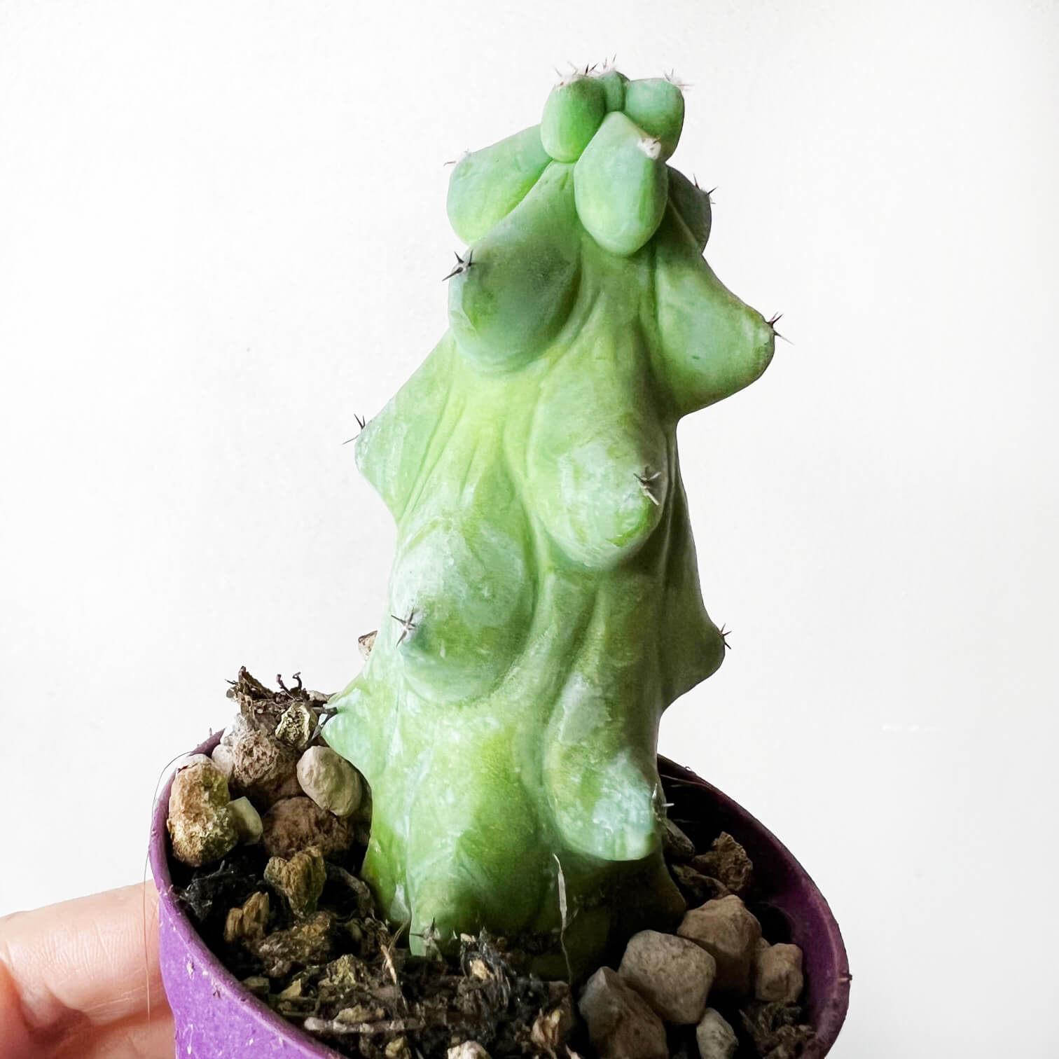 Myrtillocactus Geometrizans cv. Fukurokuryuzinboku /BoobiesCactus