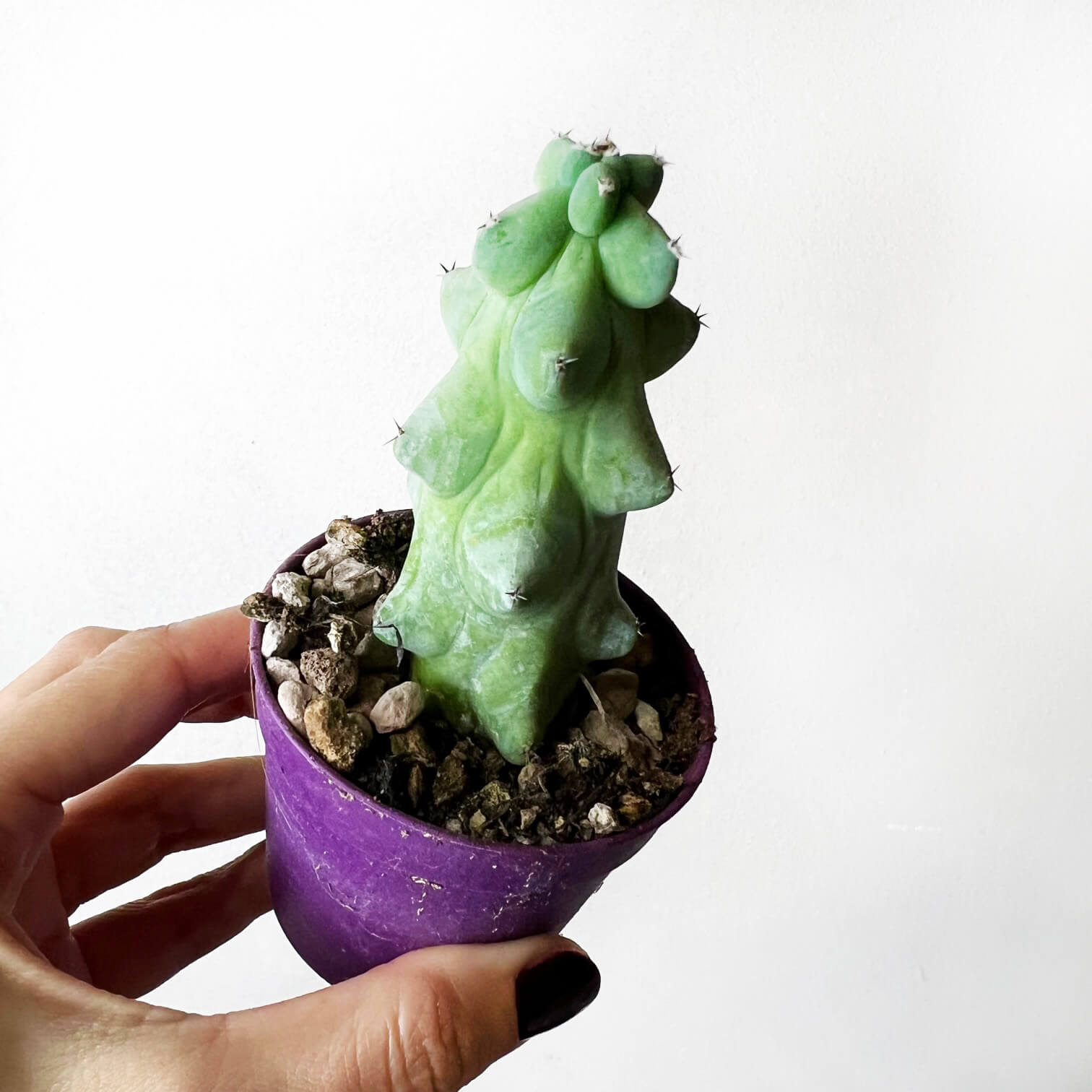 Myrtillocactus Geometrizans cv. Fukurokuryuzinboku /BoobiesCactus