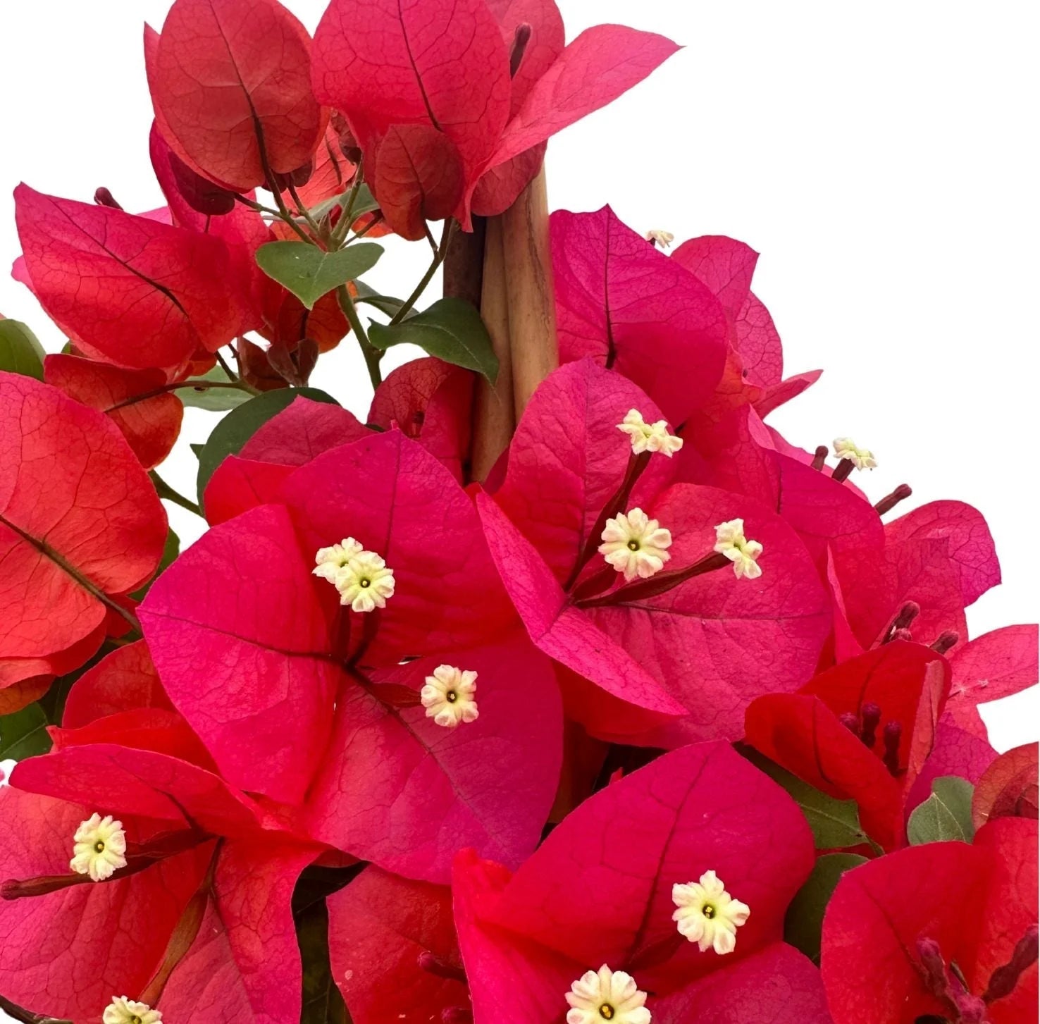 Bougainvillea